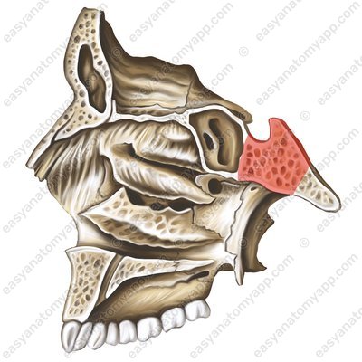 Body of sphenoid bone (corpus ossis sphenoidalis)